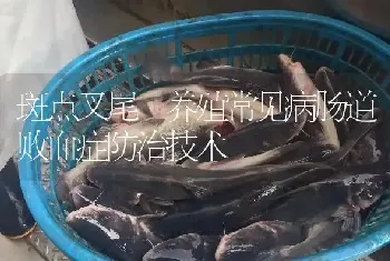 斑点叉尾鮰养殖常见病肠道败血症防治技术