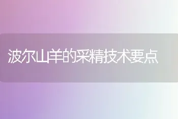 波尔山羊的采精技术要点