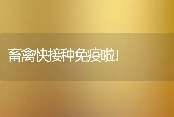 畜禽快接种免疫啦！