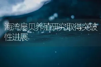 海湾扇贝养殖研究取得突破性进展