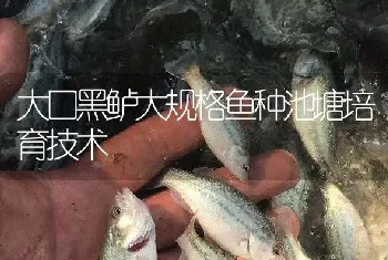 大口黑鲈大规格鱼种池塘培育技术