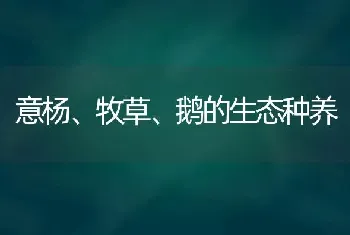 意杨、牧草、鹅的生态种养