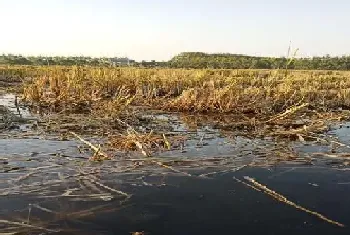 水稻收割完了,新的一轮小龙虾养殖又要开始了,管理就在当下