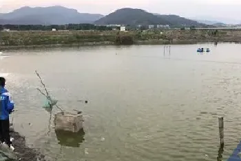 雨后转晴, 黑鲷发生急性气泡病死亡