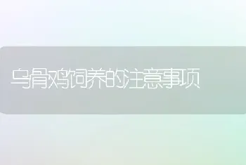 乌骨鸡饲养的注意事项