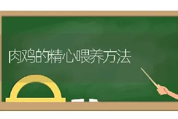 肉鸡的精心喂养方法