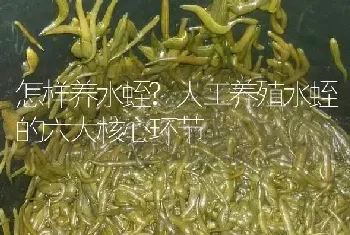 怎样养水蛭?人工养殖水蛭的六大核心环节