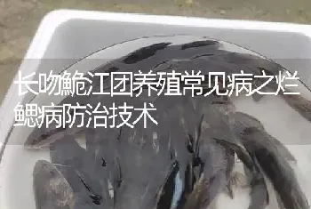 长吻鮠江团养殖常见病之烂鳃病防治技术