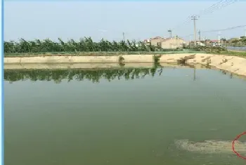 持续阴雨天气池塘油膜、低溶氧水质处理案例