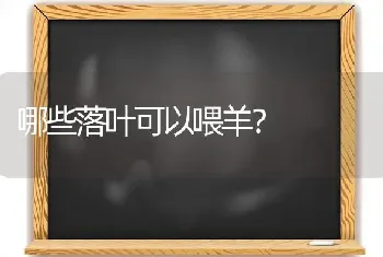 哪些落叶可以喂羊?