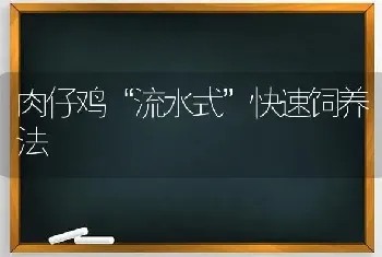 肉仔鸡“流水式”快速饲养法