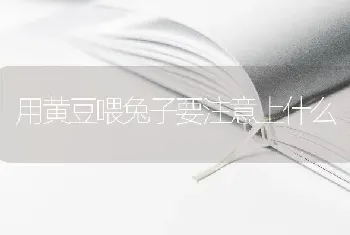 用黄豆喂兔子要注意上什么