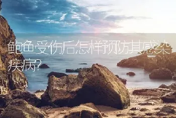 鲍鱼受伤后怎样预防其感染疾病?