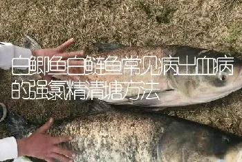 白鲫鱼白鲢鱼常见病出血病的强氯精清塘方法