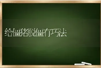 给僵猪脱僵有巧法