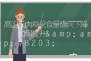 高温天肉鸡采食量缘何下降  如何提升