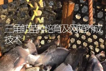 三角鲂苗种培育及网箱养成技术