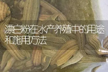 漂白粉在水产养殖中的用途和施用方法