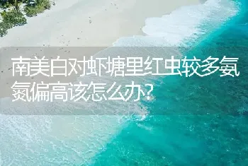 南美白对虾塘里红虫较多氨氮偏高该怎么办?