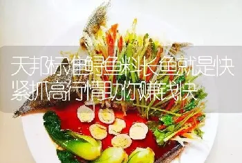 天邦标准鲟鱼料长鱼就是快紧抓高行情助你赚钱快