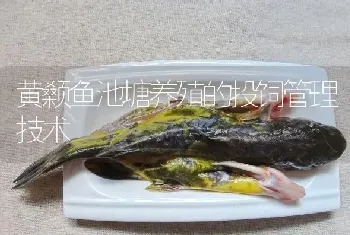 黄颡鱼池塘养殖的投饲管理技术