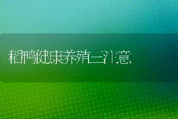 稻鸭健康养殖三注意