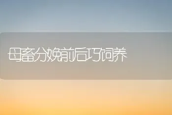 母畜分娩前后巧饲养