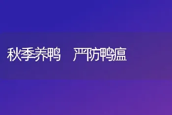 秋季养鸭 严防鸭瘟