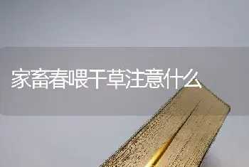 家畜春喂干草注意什么