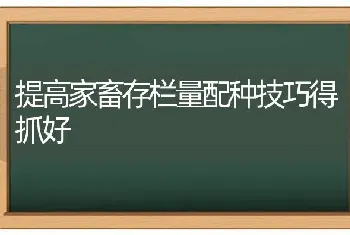 提高家畜存栏量配种技巧得抓好