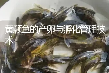 黄颡鱼的产卵与孵化管理技术