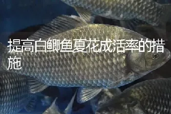 提高白鲫鱼夏花成活率的措施