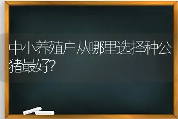 中小养殖户从哪里选择种公猪最好?