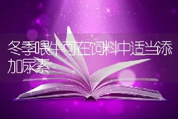 冬季喂牛可在饲料中适当添加尿素