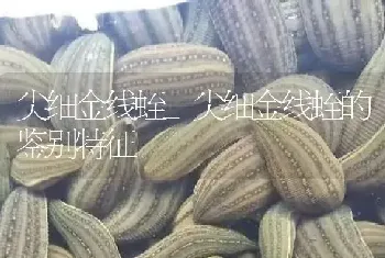 尖细金线蛭 尖细金线蛭的鉴别特征