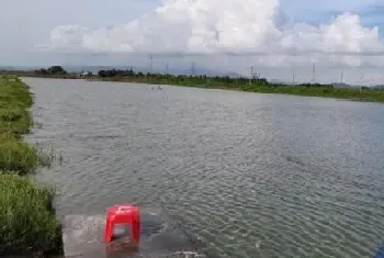 雨后转晴,对虾发生气泡病和白斑综合征