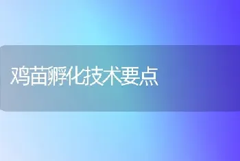 鸡苗孵化技术要点