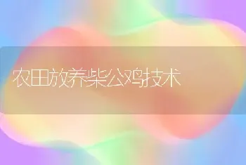 农田放养柴公鸡技术