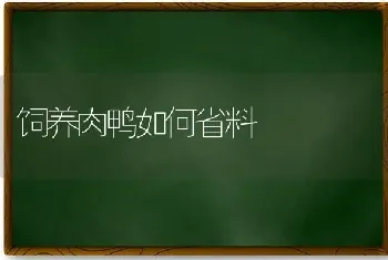 饲养肉鸭如何省料