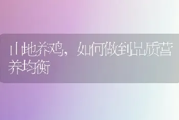 山地养鸡,如何做到品质营养均衡