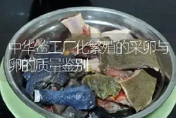 中华鳖工厂化繁殖的采卵与卵的质量鉴别