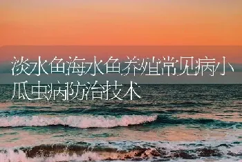 淡水鱼海水鱼养殖常见病小瓜虫病防治技术