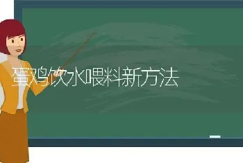 蛋鸡饮水喂料新方法