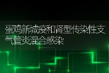 蛋鸡新城疫和肾型传染性支气管炎混合感染