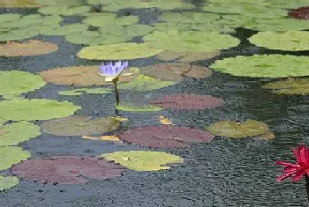 低温阴雨期的水产养殖管理方法