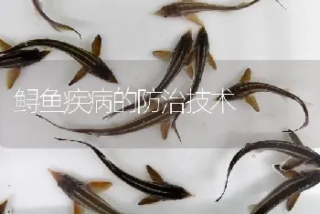 鲟鱼疾病的防治技术