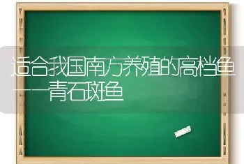 适合我国南方养殖的高档鱼——青石斑鱼