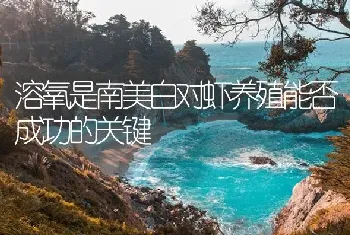 溶氧是南美白对虾养殖能否成功的关键