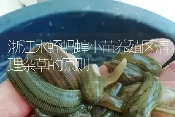 浙江水蛭蚂蝗小苗养殖区清理杂草的原则