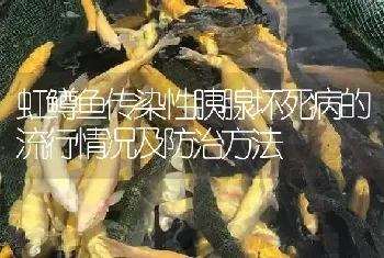 虹鳟鱼传染性胰腺坏死病的流行情况及防治方法